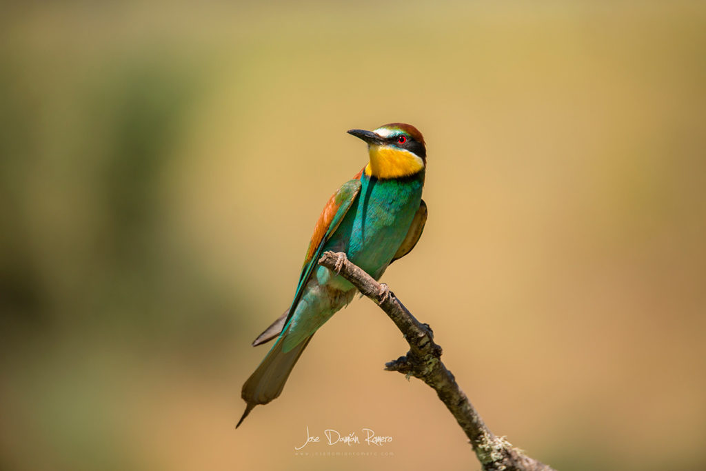 merops apiaster