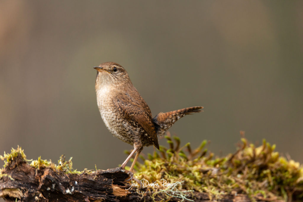 troglodytes troglodyes
